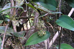 Smilax zeylanica